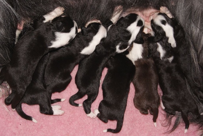 Du Manoir Des Lucioles - Les bébés ont 1 semaine !!!