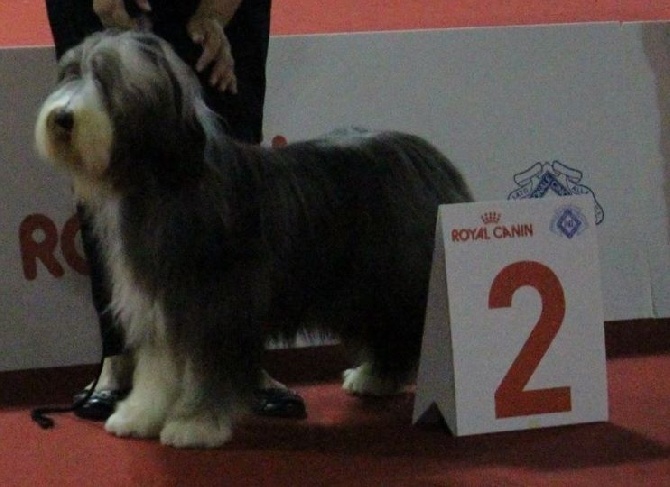 Du Manoir Des Lucioles - WORLD DOG SHOW