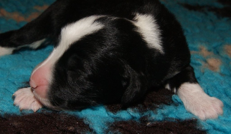 Chiots Isatis et Fleming 1 semaine