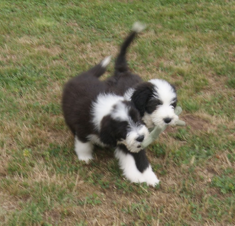 Chiots Favi et Fleming 10 semaines