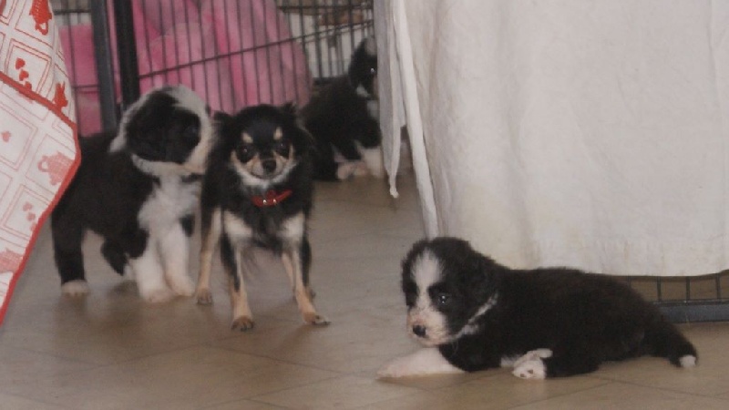 Chiots Deanna et Too Much 1 mois !!!