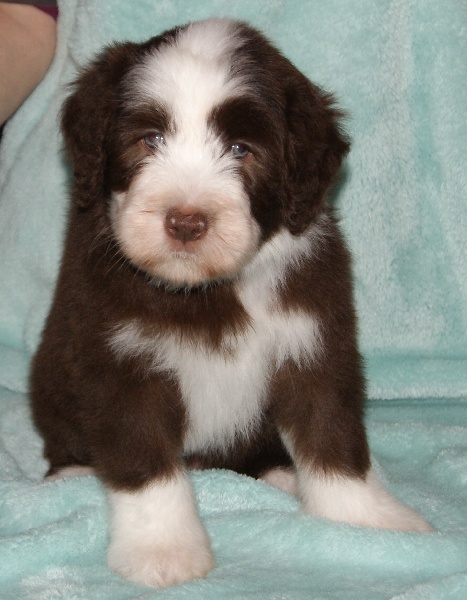 Du Manoir Des Lucioles - Bearded Collie - Portée née le 08/12/2012