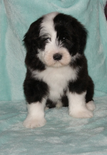 Du Manoir Des Lucioles - Bearded Collie - Portée née le 09/12/2012