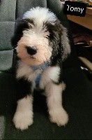 CHIOT