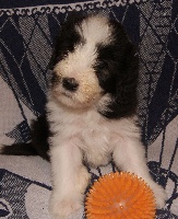 CHIOT