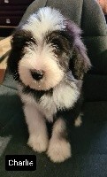 CHIOT