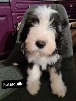 CHIOT