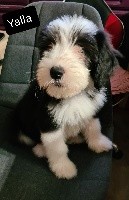 CHIOT