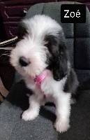 CHIOT