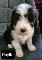 CHIOT