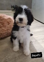 CHIOT