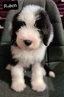 CHIOT