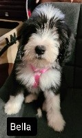 CHIOT